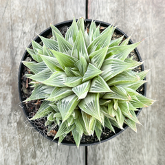 Haworthia cv. 'White Ghost' (Colônia)