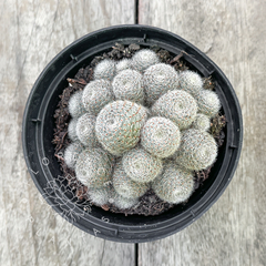 Rebutia cv. 'Sunrise' (Colônia)