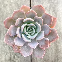 Echeveria 'Garoto' (Única)