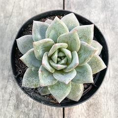 Echeveria 'German Champagne' (Única)