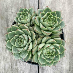 Echeveria 'Fabiola' (Colônia)