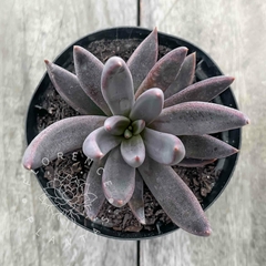 Echeveria bifida (Única)