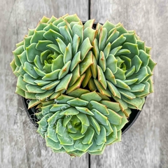 Echeveria 'Ramilette' (Colônia)