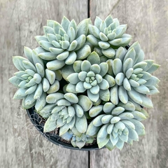 xSedeveria 'Lilac Mist' (Colônia)