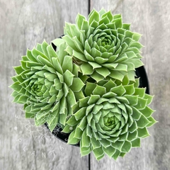 Sempervivum 'Glorious' (G, colônia)