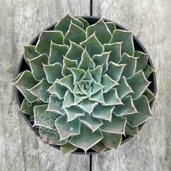 Echeveria x simulans (Única)