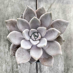 Echeveria 'Beverley' (G, única)