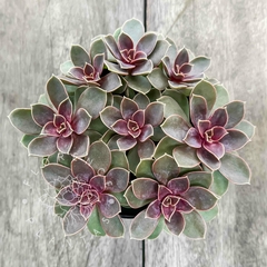 Echeveria 'Duchess' (Colônia)