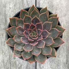 Echeveria 'Dark Desire' (Única)