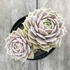 Echeveria 'Lola' (Bicéfala)