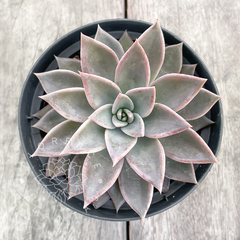 Echeveria paniculata (Única)