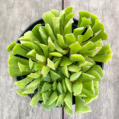 Adromischus var. clavifolius (Colônia)