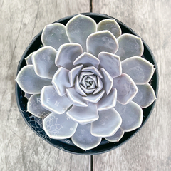 Echeveria 'Tynie Burger'