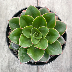 Echeveria 'Salsa Verde' (Única)