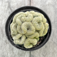 Mammillaria elongata f. cristata (Única)