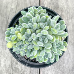 Sedum hintonii (Colônia)