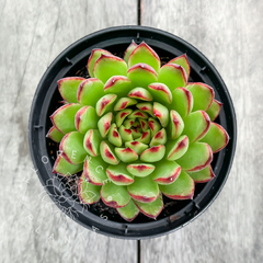 Echeveria 'Christmas' (Única)