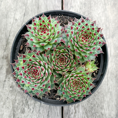 Sempervivum calcareum (Colônia)