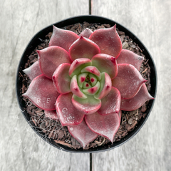 Echeveria agavoides 'Romeo' (Única)