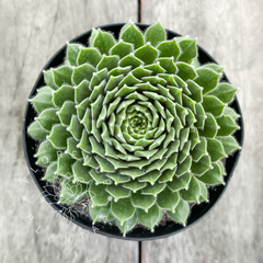 Sempervivum 'Green Wheel' (G, única)