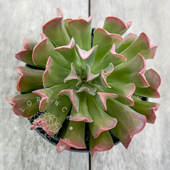 Echeveria 'Darkness Power' (Única)