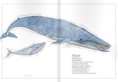 Inventario ilustrado de los mares - comprar online