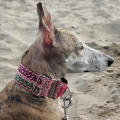 Collar Martingale 5 Cm Galgo Personalizado DogIdeas en internet