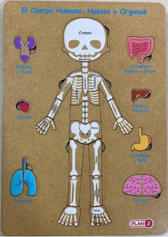 encastre huesos y órganos 24 cuerpo humano
