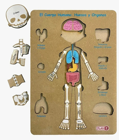 encastre huesos y órganos 24 cuerpo humano - comprar online