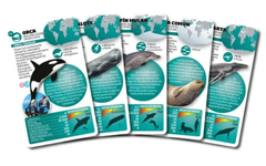 Juego enciclopédico mamíferos marinos - comprar online