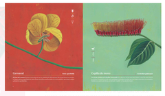 NATIVAS flores Argentinas - comprar online