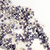 Flatbacks Preciosa N°5 (50 unidades) - Blühend Crystals