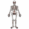 Esqueleto articulado