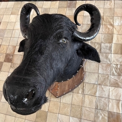 Cabeça decorativa de Bufalo