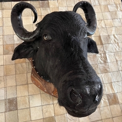 Cabeça decorativa de Bufalo en internet