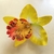 Presilha Flor Orquídea Amarela Pequena para Cabelo | Pistache Acessórios