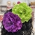 Presilha Flores Coloridas para Penteado | Pistache Acessórios