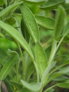 Salvia seca