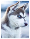 (3050) Pintura com Diamantes - Diy 5D Strass - Husky Siberiano - 30x40 cm