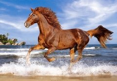 (1591) Horse on the Beach - 500 peças - comprar online
