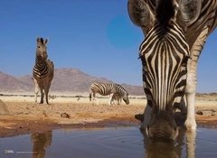 (514) A Zebra Drinks From a Watering Hole - 1000 peças - comprar online