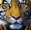 (1627) Pintura com Diamante - Tigre 1 - 35x35 cm - Total