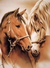 (2945) Pintura em Tela Numerada - Tela Tintas Pincéis - Cavalos