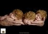 (1983) Trigêmeos; Anne Geddes - 1000 peças