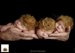 (1983) Trigêmeos; Anne Geddes - 1000 peças