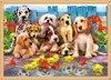 (1886) Pintura com Diamante - Dogs - 40x30 cm