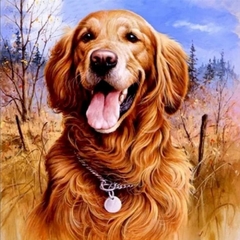 (2818) Pintura em Tela Numerada - Tela Tintas Pincéis - Golden Retriever