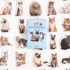 Stickers cajita Kitty selfie (g019)