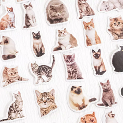 Stickers cajita Kitty selfie (g019)