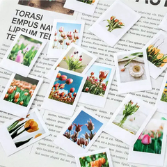 Stickers Cajita The season of tulip (D017) - Casa Washi